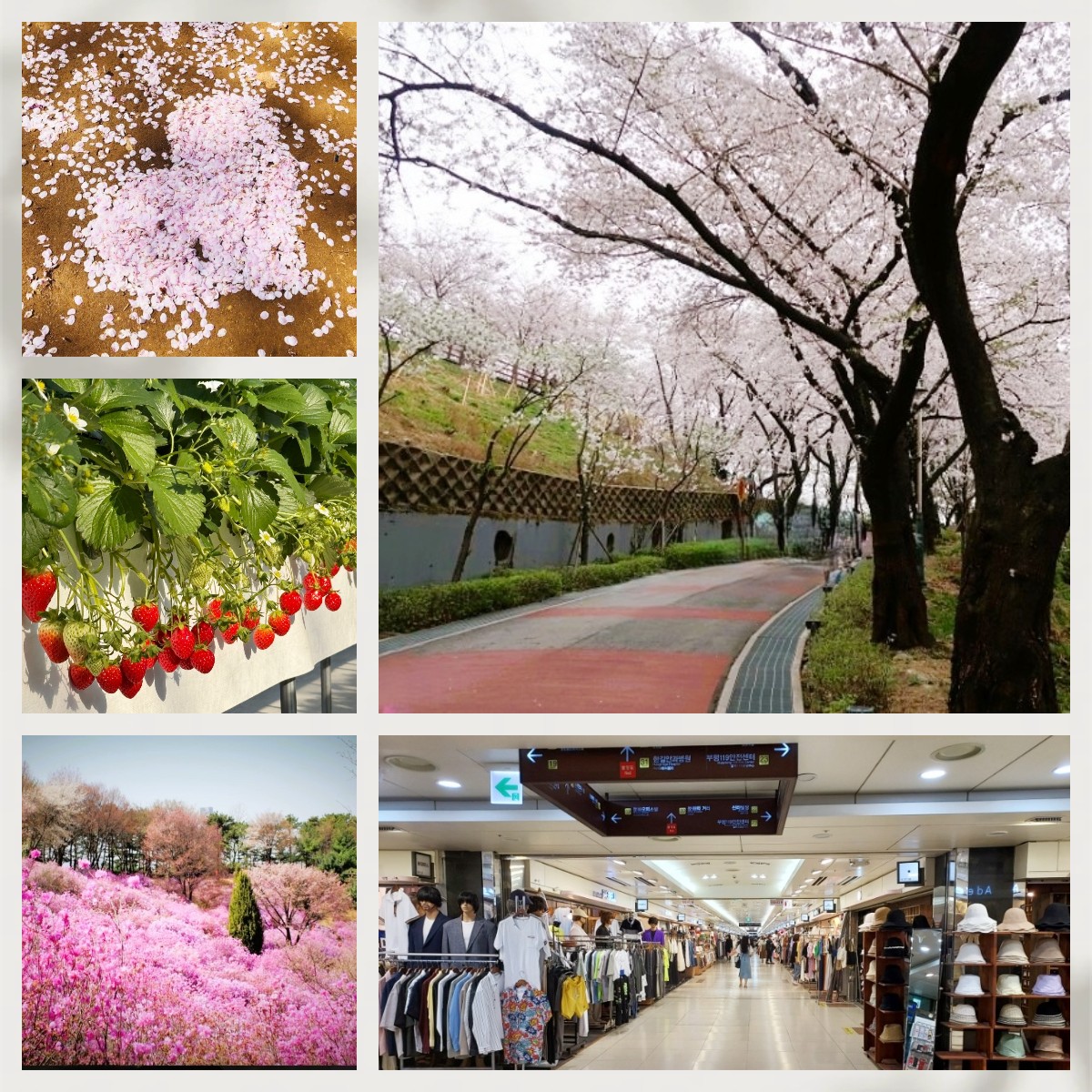 🚨 一人成團🚨🍓🌺草莓農場＋富平地下街•杜鵑花&櫻花之旅 1天團