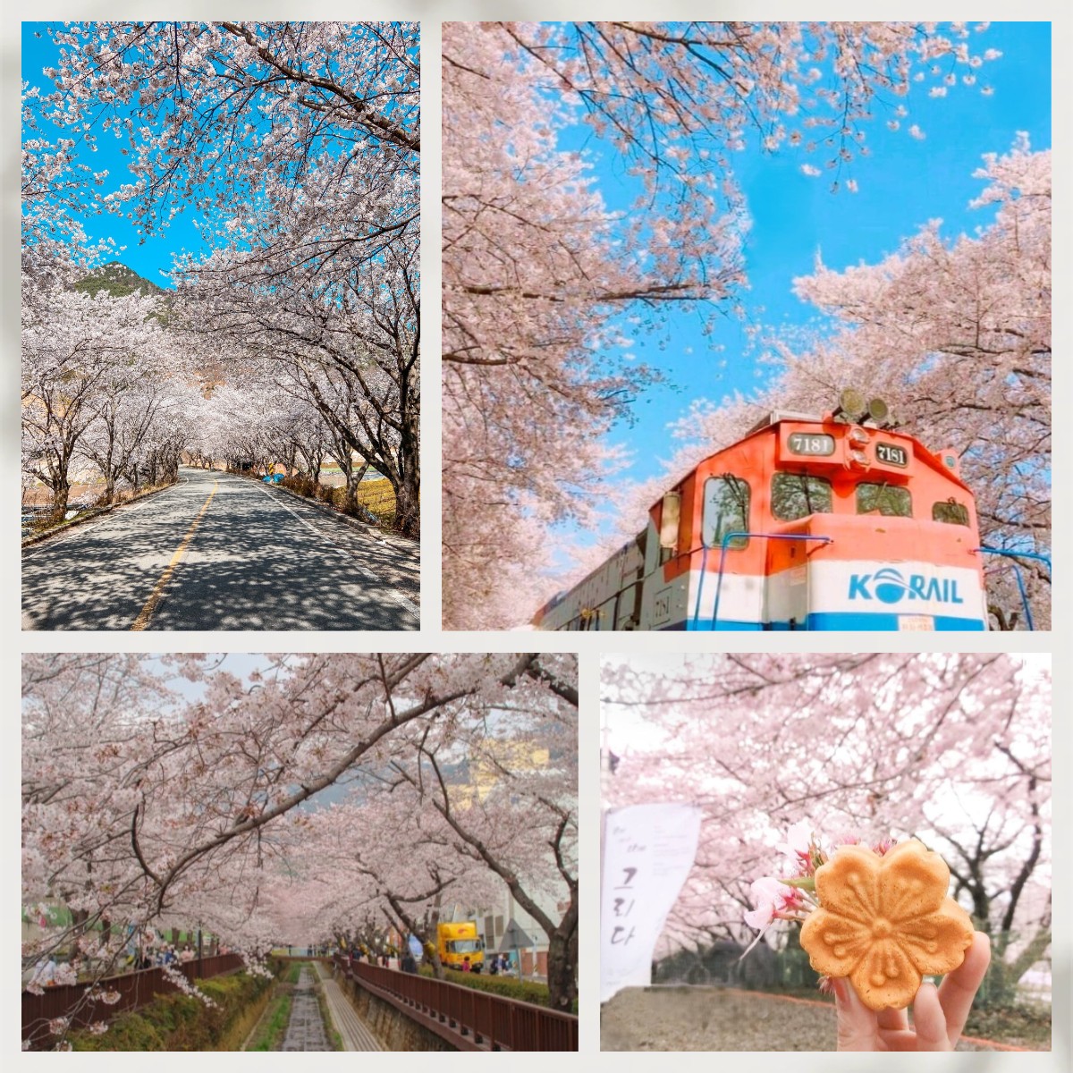 🚨 一人成團🚨🚌釜山出發🚌 🌸「櫻花隧道」+鎮海慶和火車站+余佐川櫻花道之旅 1天團