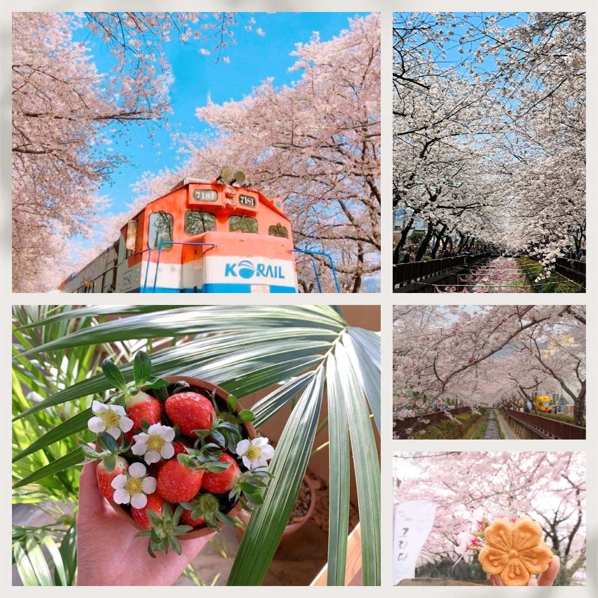 🚨 一人成團🚨🍓🌸草莓農場＋鎮海慶和火車站+余佐川櫻花道 之旅 1天團